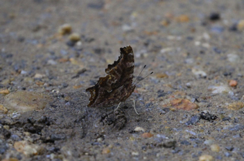 Eastern Comma